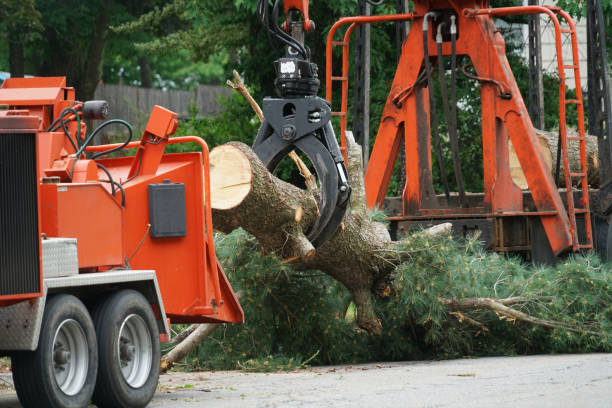 Best Palm Tree Trimming  in Barrington Hls, IL