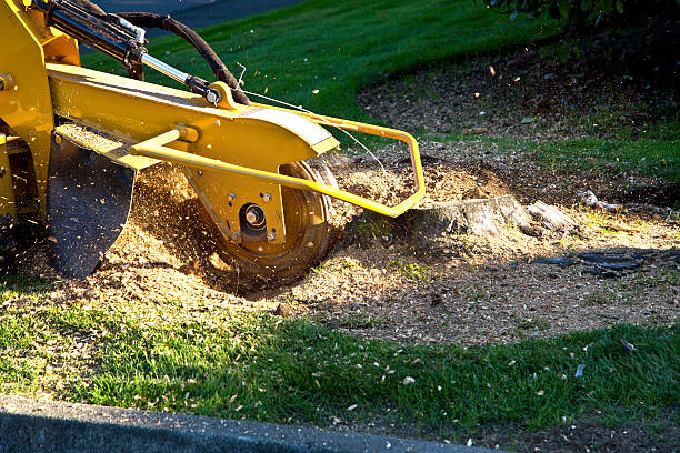 Best Storm Damage Tree Cleanup  in Barrington Hls, IL