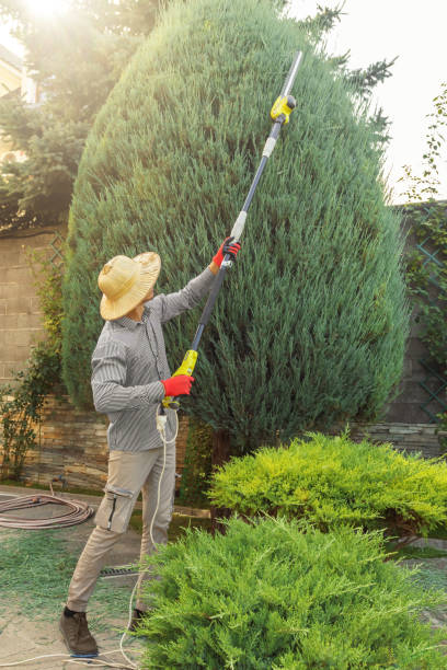 Best Pest Control for Lawns  in Barrington Hls, IL